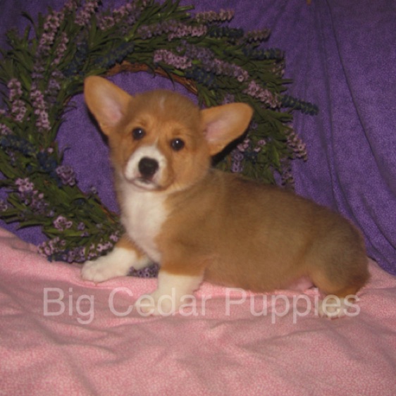 Pepper's #4  Female
SOLD to  Kendra