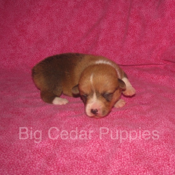 Pepper's #4  Female