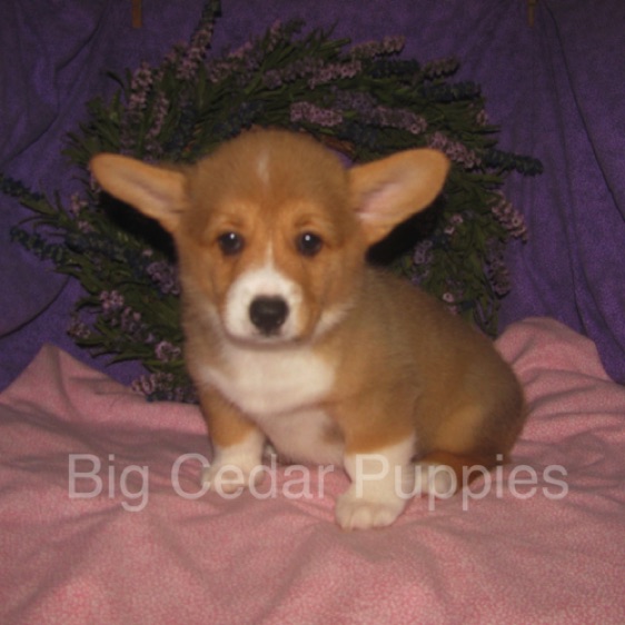 Pepper's #4  Female
SOLD to  Kendra